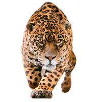 Jaguar Png Pic PNG Image