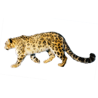 Jaguar Free Download Png PNG Image