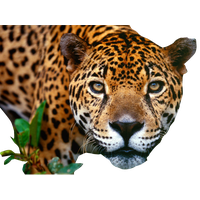 Jaguar Png Image PNG Image