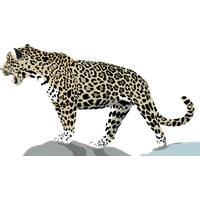 Jaguar Transparent PNG Image