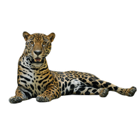 Jaguar Picture PNG Image