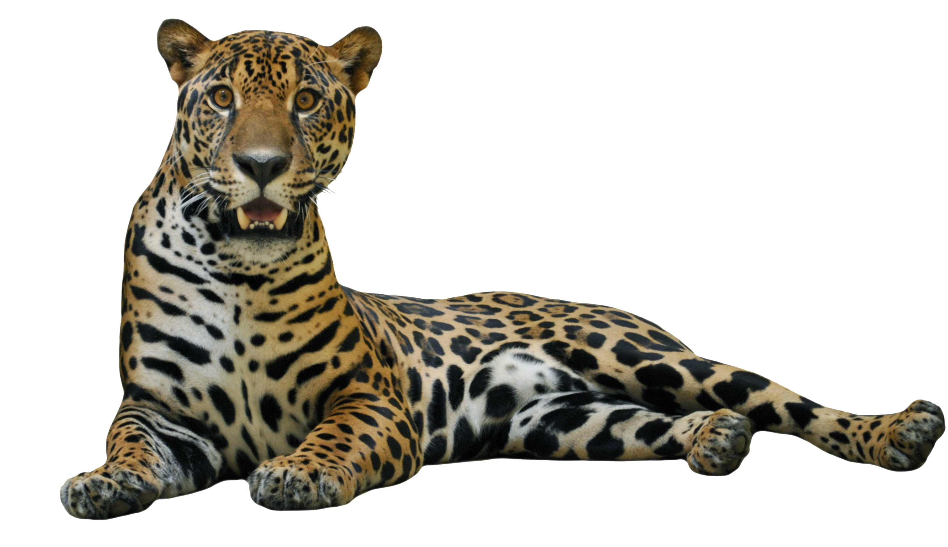 Jaguar Picture PNG Image