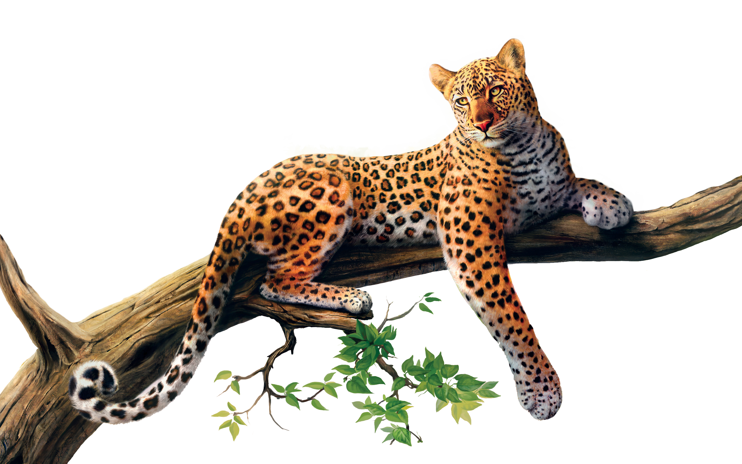 Jaguar Png Picture PNG Image