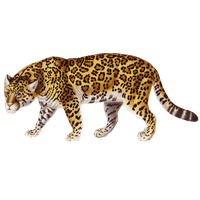 Jaguar Png PNG Image