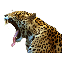 Jaguar Png File PNG Image