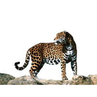 Jaguar Png Clipart PNG Image