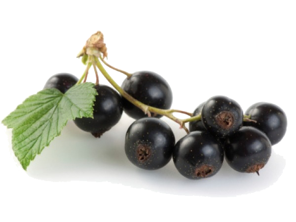 Jamun Java Plum File Transparent PNG Image