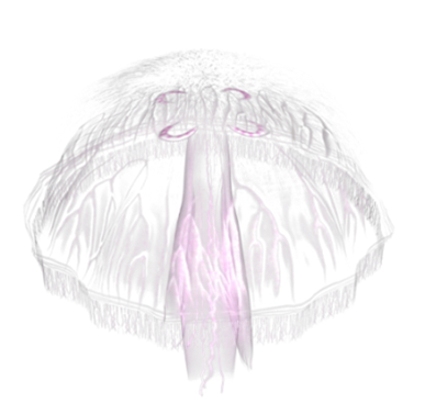 Jellyfish Transparent PNG Image