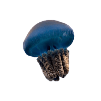 Jellyfish PNG