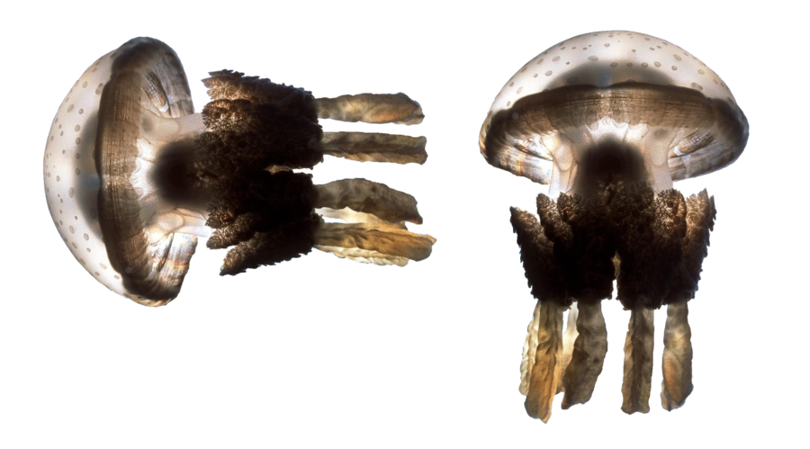 Jellyfish Transparent PNG Image