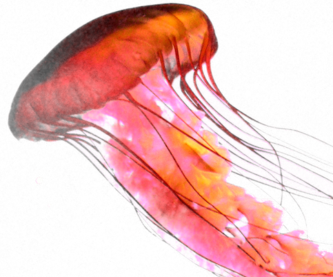Jellyfish Transparent PNG Image