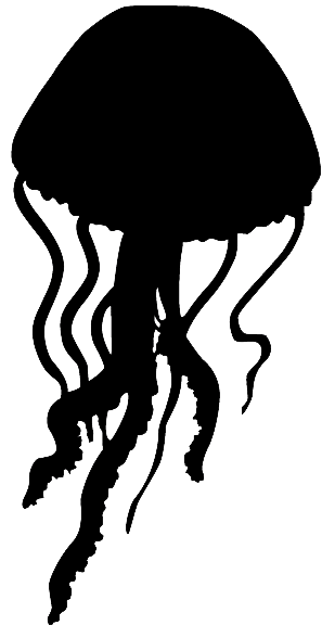 Jellyfish Transparent PNG Image