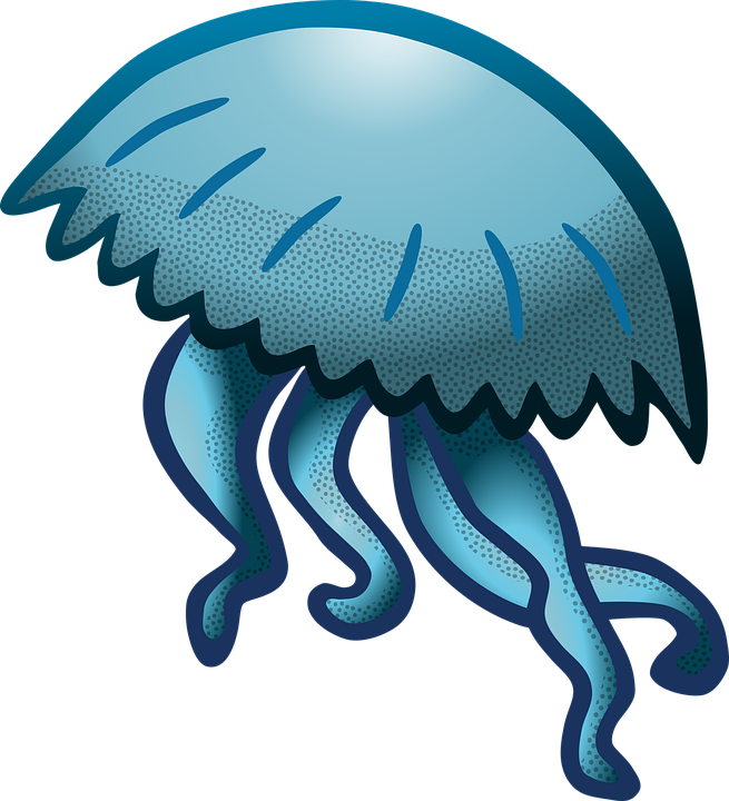 Jellyfish Transparent PNG Image