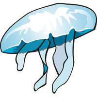 Jellyfish PNG