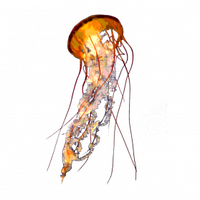 Jellyfish PNG