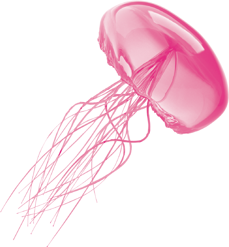 Jellyfish Transparent PNG Image