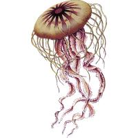 Jellyfish PNG