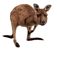 Wallaby Kangaroo Download HD PNG