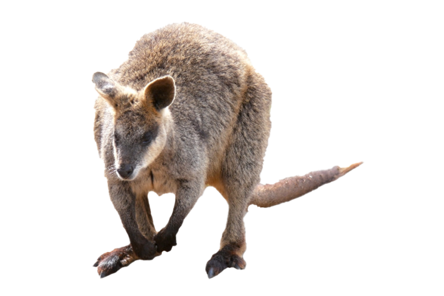 Wallaby Kangaroo PNG Download Free PNG Image