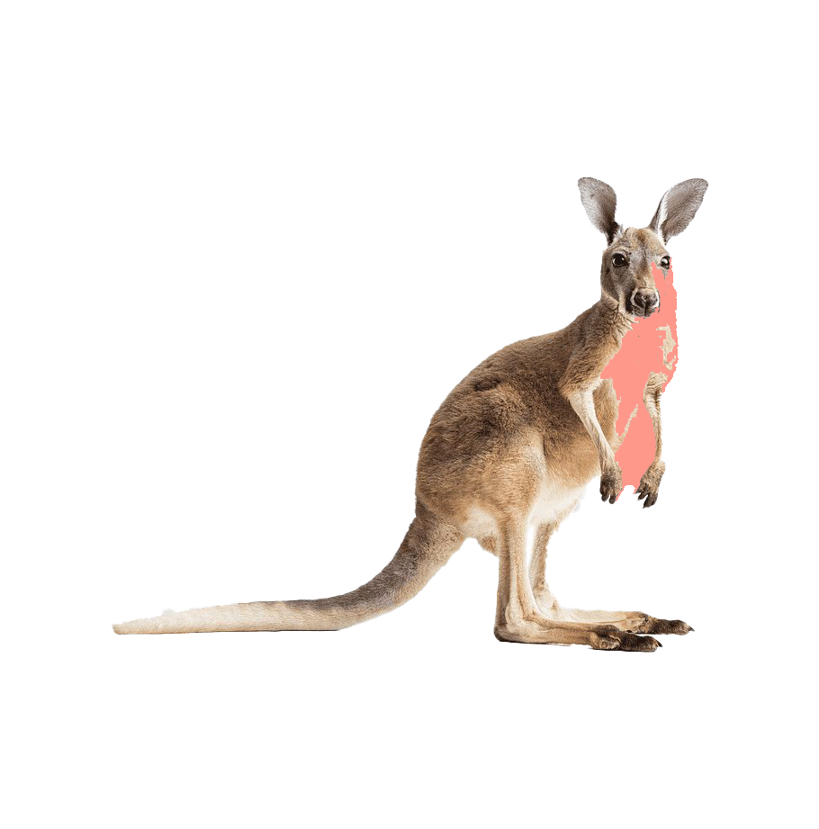 Wallaby Kangaroo Free Photo PNG Image