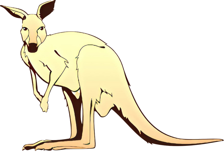 Images Wallaby Kangaroo Free Transparent Image HD PNG Image