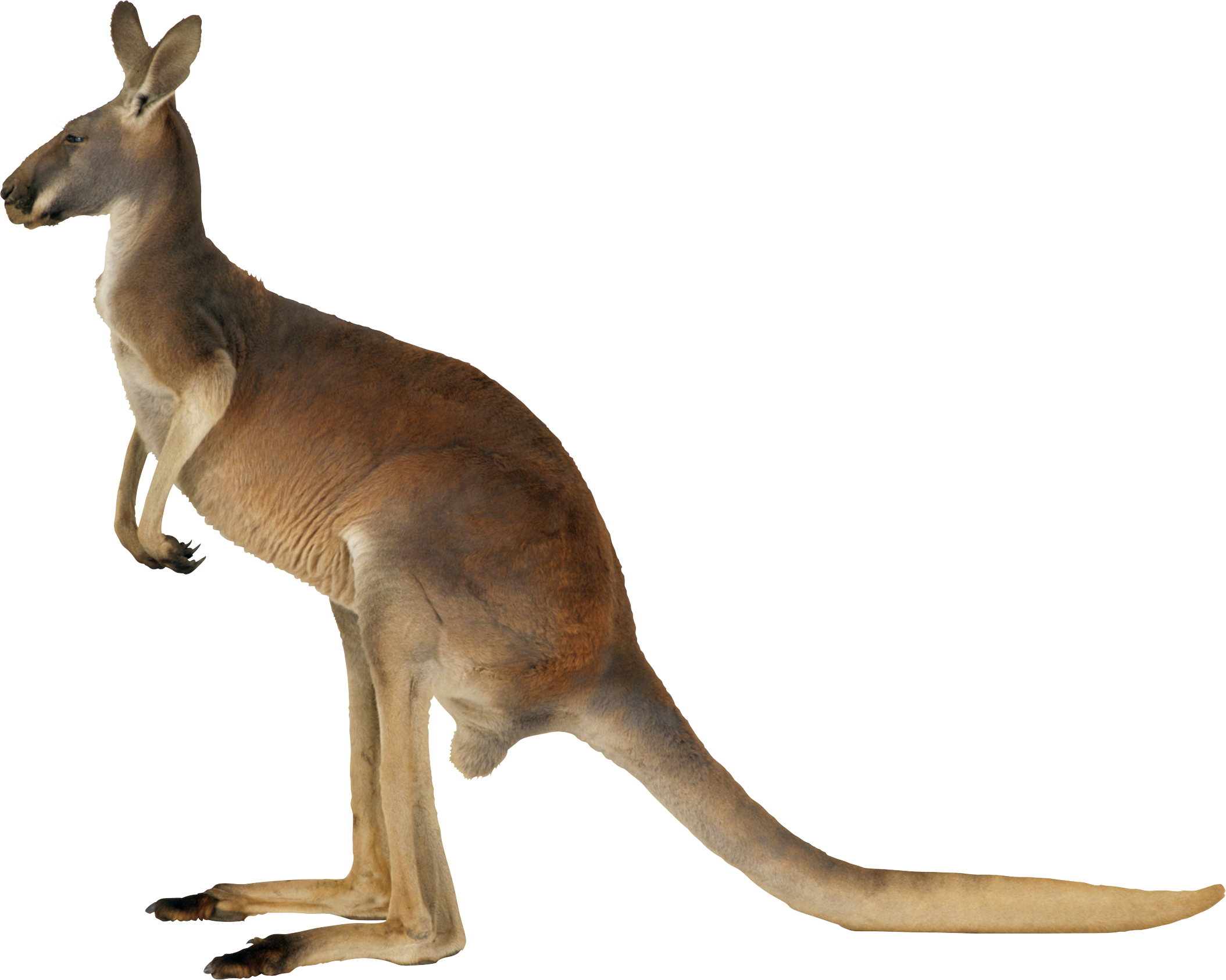 Photos Kangaroo PNG Download Free PNG Image