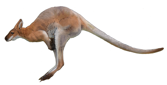 Wild Kangaroo Pic Download HD PNG Image