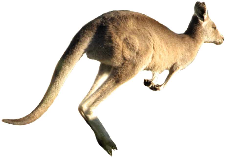 Wild Kangaroo Download HQ PNG Image