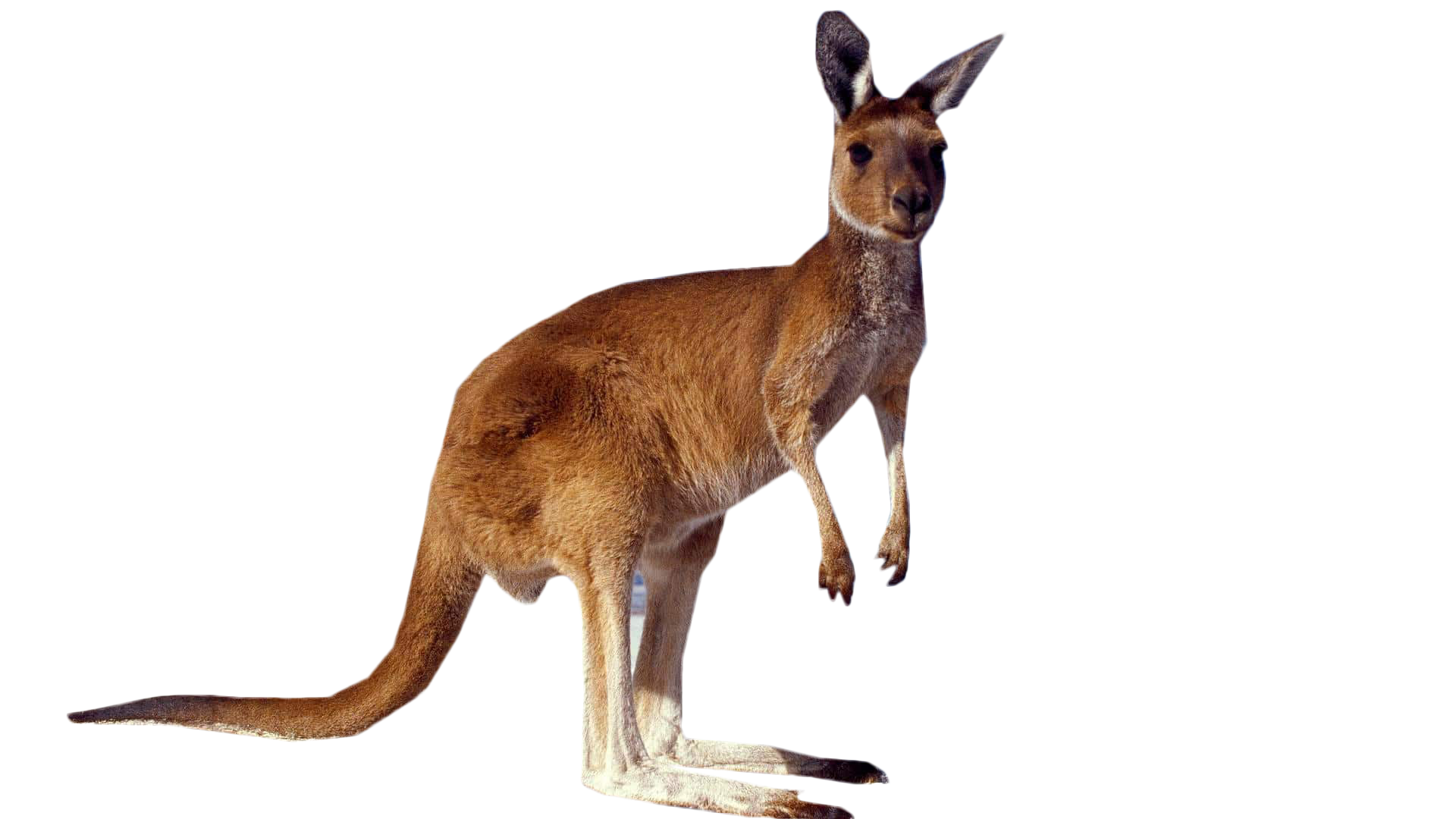 Wild Kangaroo Free Download Image PNG Image