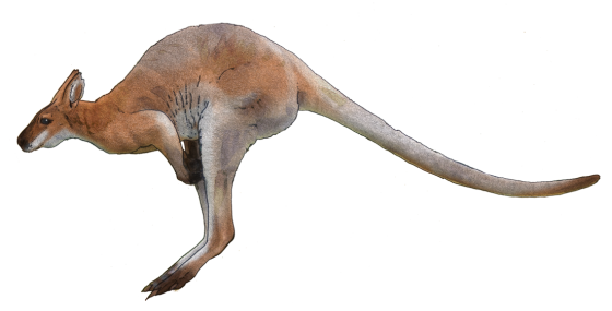 Kangaroo Download Png PNG Image