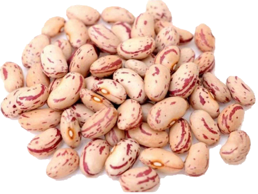 White Beans Kidney PNG Download Free PNG Image