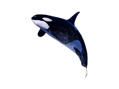 Killer Whale Png File PNG Image