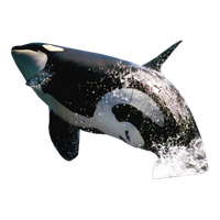 Download Killer Whale Png File HQ PNG Image | FreePNGImg