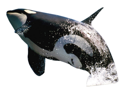 Killer Whale Free Png Image PNG Image