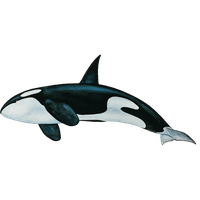 Killer Whale Download Png Transparent HQ PNG Download | FreePNGImg