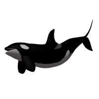 Killer Whale Png Transparent HQ PNG Download | FreePNGImg