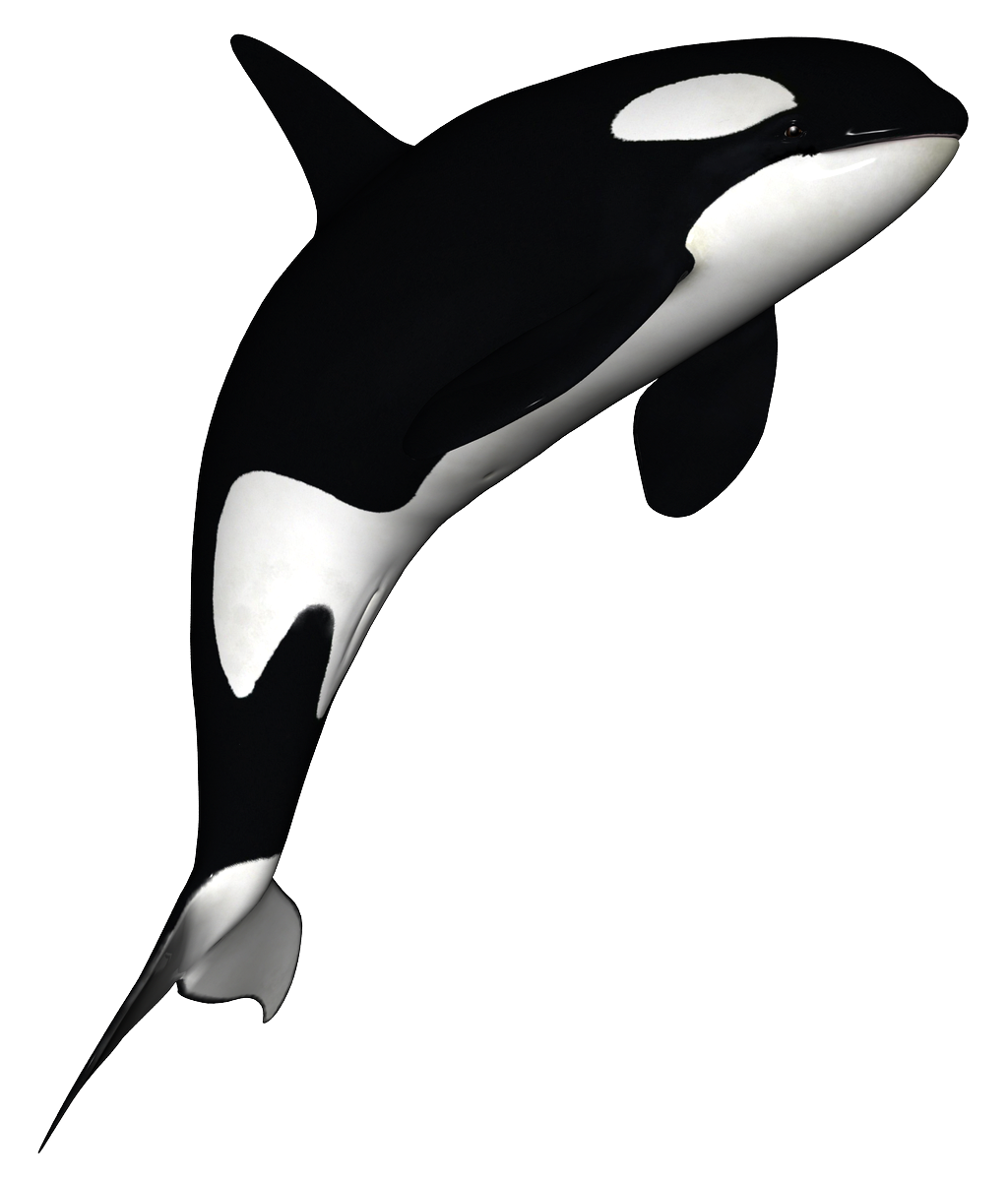 Killer Whale Download Png PNG Image