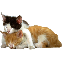Kitten Png File PNG