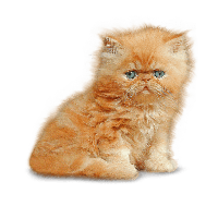 Kitten Png Image PNG