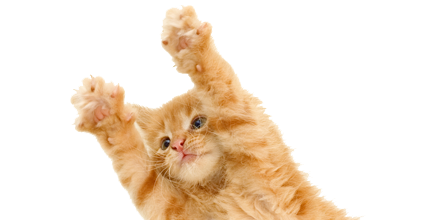 Kitten Download Png PNG Image