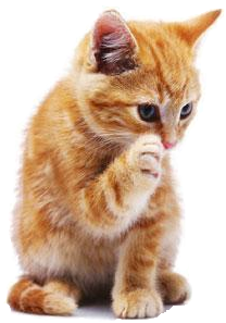 Kitten High-Quality Png PNG Image