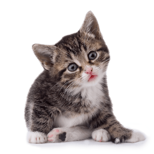 Cute Kitten PNG Free Photo PNG Image