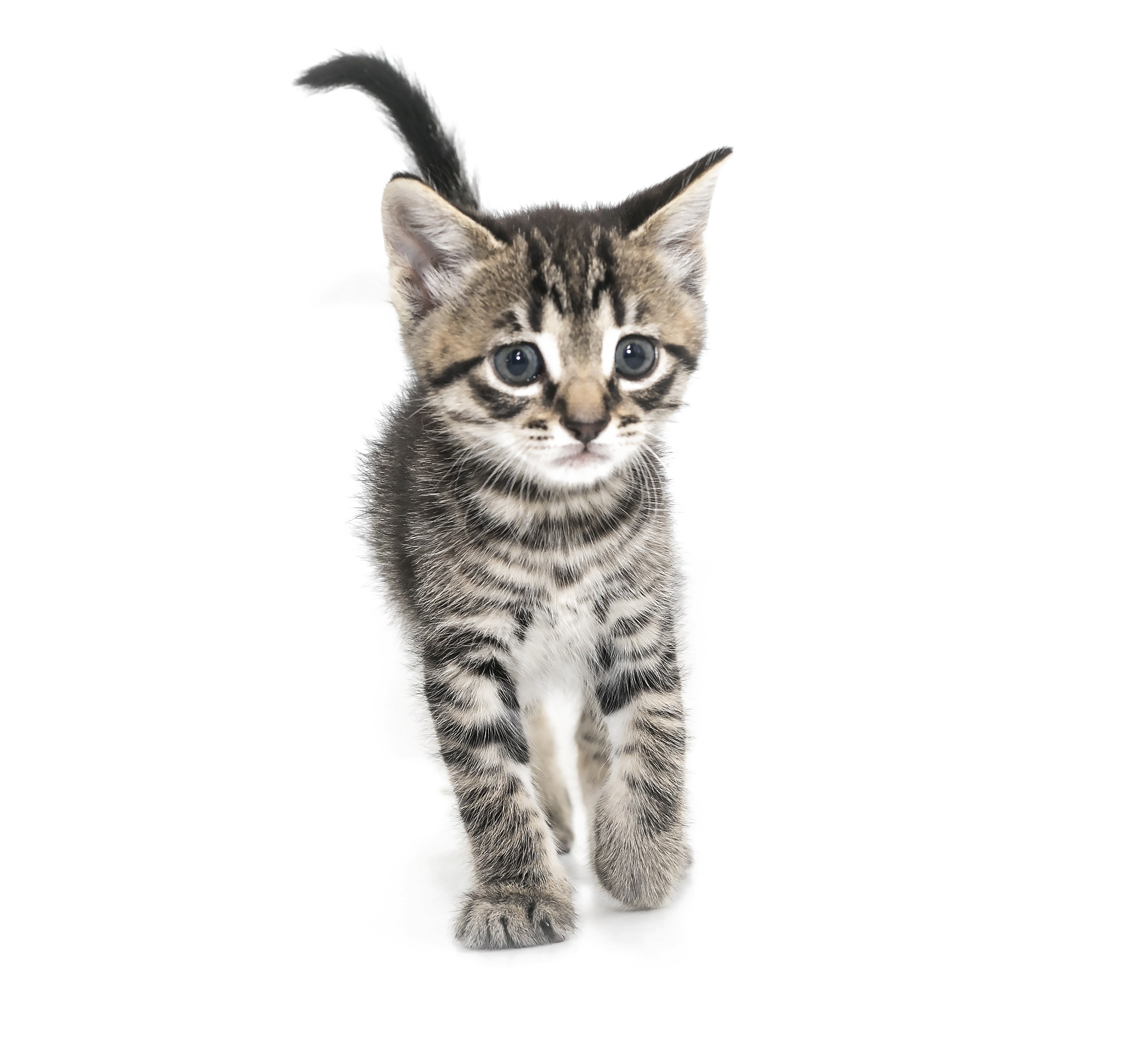 Kitten Free Download PNG HQ PNG Image
