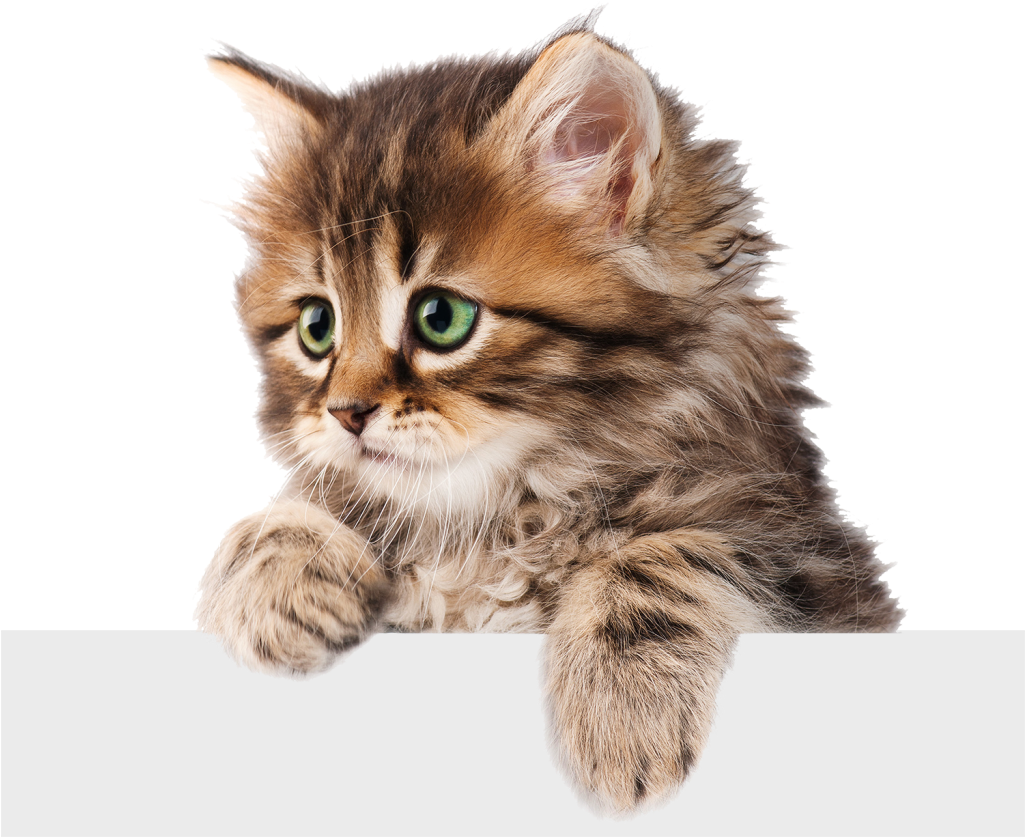 Kitten Download HQ PNG Image