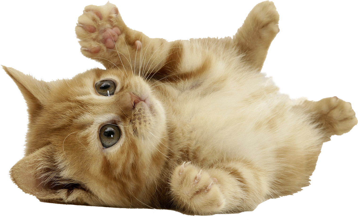 Little Kitten Free Transparent Image HD PNG Image