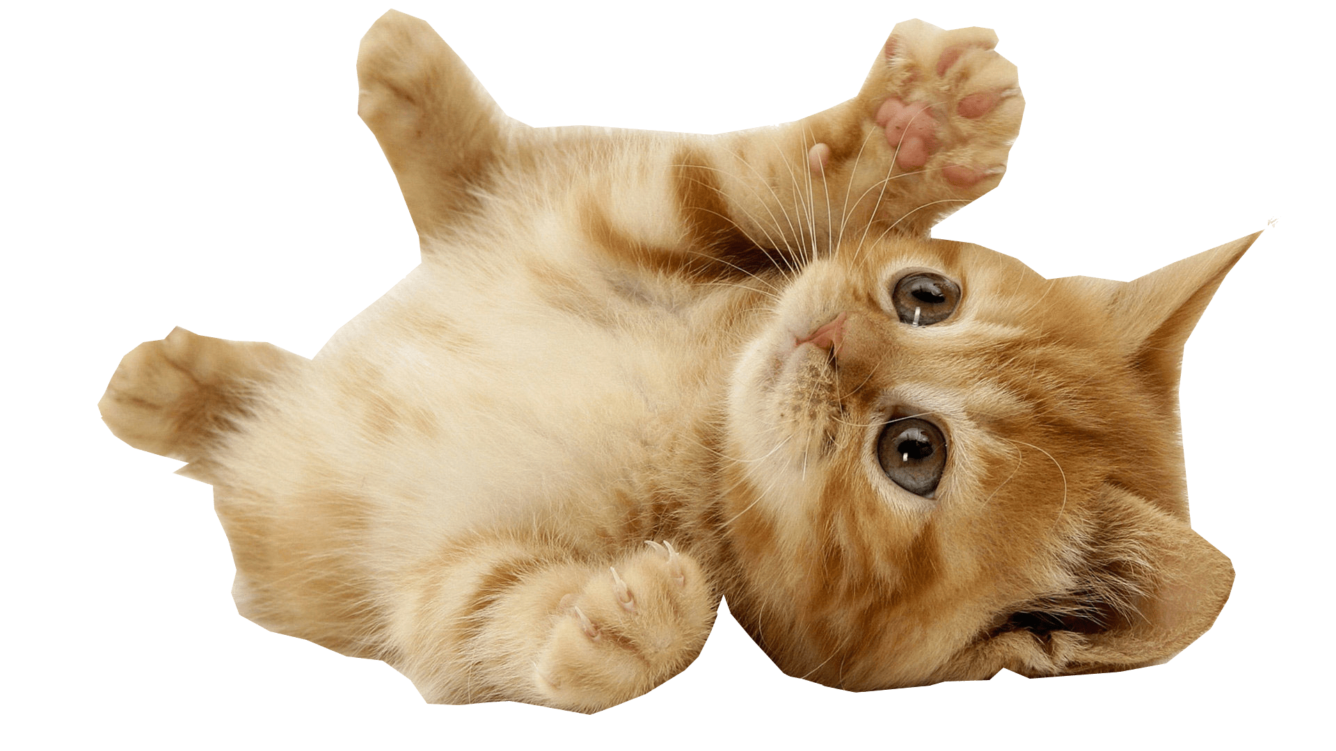 Little Kitten PNG File HD PNG Image