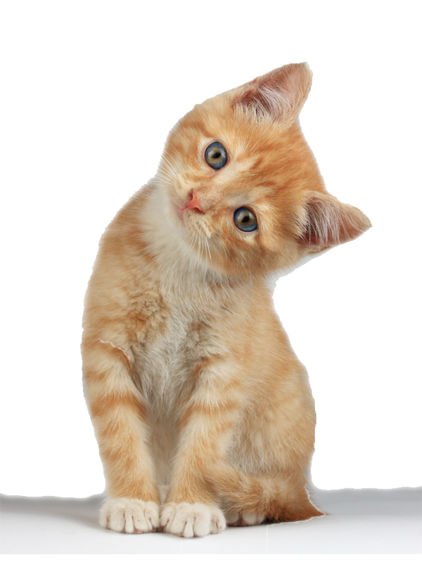 Little Kitten Download HD Transparent PNG Image