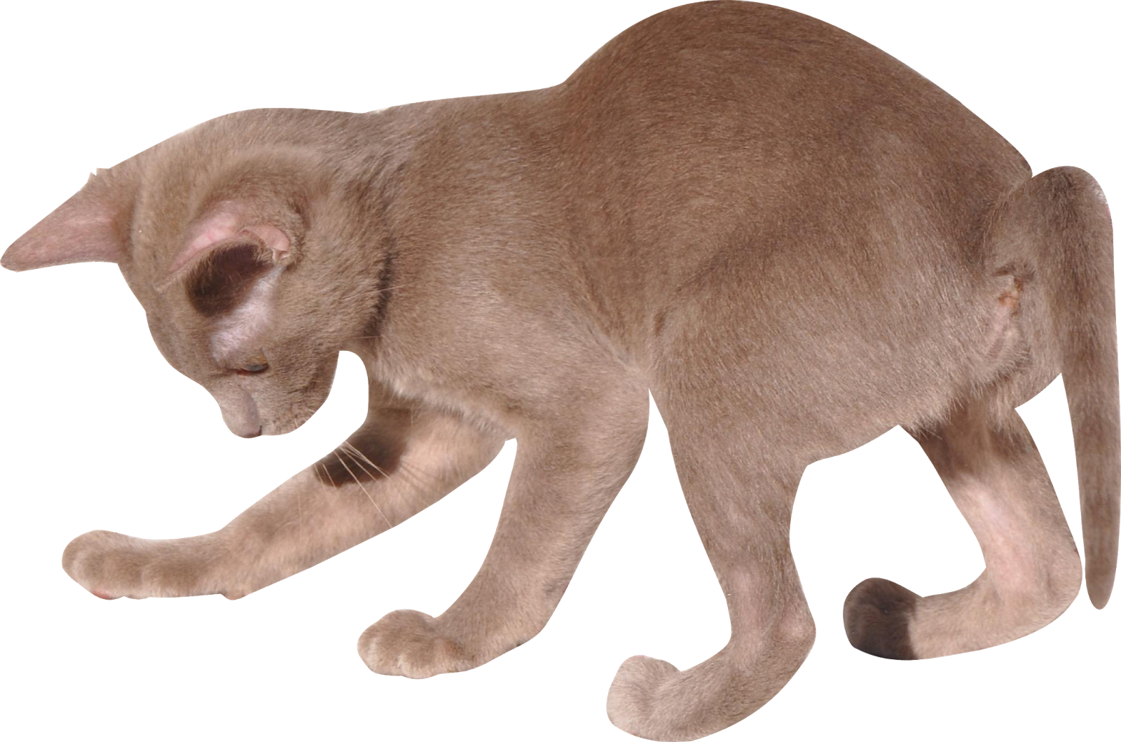 Cute Kitten Free Transparent Image HQ PNG Image