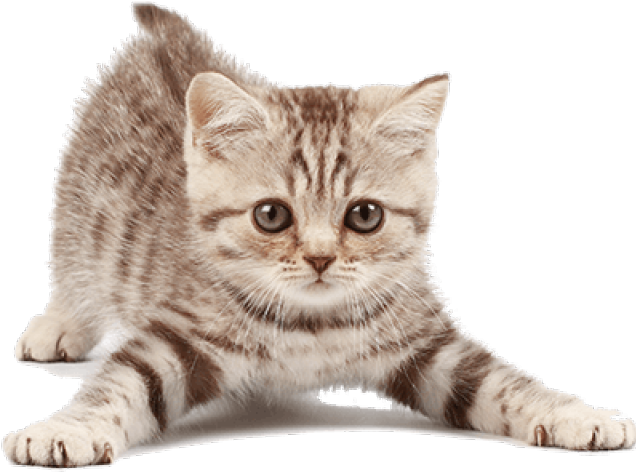 Cute Kitten Free Clipart HQ PNG Image