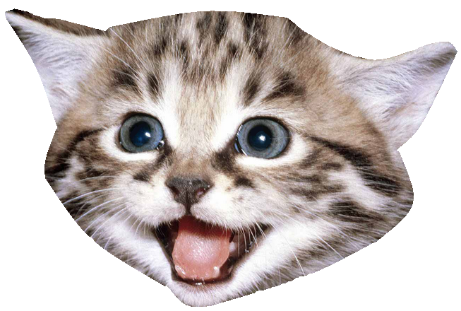 Picture Domestic Kitten Free Transparent Image HQ PNG Image